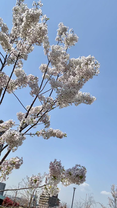 桜桜全体的にまだ植えて新しいのでよわよわケーキ屋で買った桜 