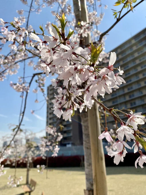 桜桜全体的にまだ植えて新しいのでよわよわケーキ屋で買った桜 
