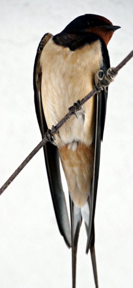 WBreene's tweet image. Bonjour; J'ai vu la première hirondelle aujourd'hui🫢