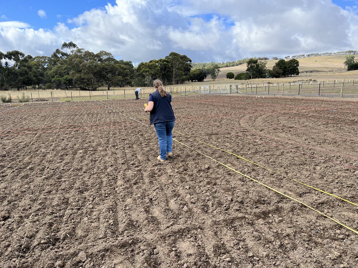 MiltonSite's tweet photo. The first trial for the autumn 2023 was sown today. The paddock was speed tilled before the Sub Clover trial was hand sown, raked and rolled. Thank you to all who helped out with preparation and sowing. #VickeryBros #McDonaldRuralServices #trials #2023 #subclover #agriculture https://t.co/IdvtBMshyw