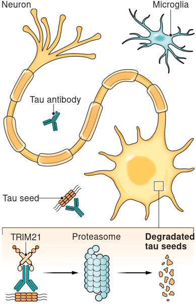This week in @ScienceMagazine: @MukadamAamir, @w_mcewan, &al. treat mouse models of #tau pathology w/ α-tau #antibodies by engaging cytosolic Ab receptor #TRIM21! bit.ly/Sci_abn1366 w/ Perspective by @NisbetADlab: bit.ly/Sci_adg9800 #neurodegeneration #immunotherapy