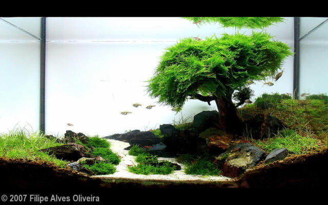 Acuariofiliamad's tweet image. Recordamos a Filipe Oliveira @FaaoAquascaping con esta entrevista que concedió a Acuariofilia Madrid: acuariofiliamadrid.org/Thread-Entrevi…

¡Un grande!

#AcuariofiliaMadrid #aquascaping #FAAO #FilipeOliveira #entrevista #acuarioplantado