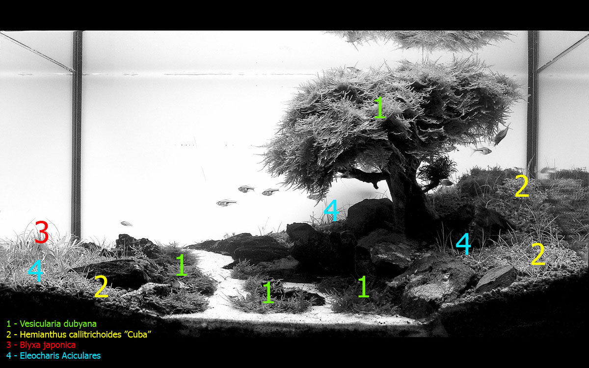Acuariofiliamad's tweet image. Recordamos a Filipe Oliveira @FaaoAquascaping con esta entrevista que concedió a Acuariofilia Madrid: acuariofiliamadrid.org/Thread-Entrevi…

¡Un grande!

#AcuariofiliaMadrid #aquascaping #FAAO #FilipeOliveira #entrevista #acuarioplantado