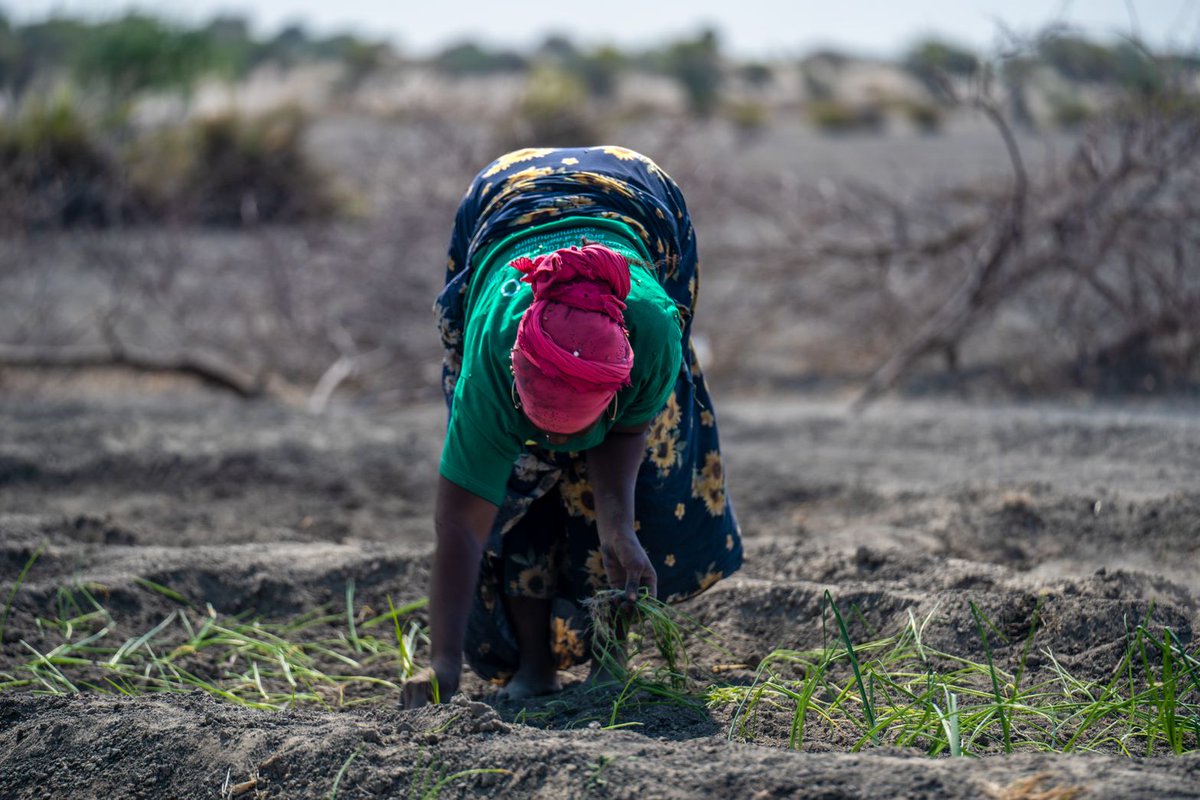 iomchad's tweet image. Dans la province du Lac au #Tchad🇹🇩, une coopérative féminine a reçu des terres agricoles, des formations et des outils pour cultiver et mieux s&apos;intégrer dans leurs communautés d&apos;accueil. 

C&apos;est l&apos;une des #SolutionsDurables expérimentée par l&apos;OIM. 

🔗bit.ly/3EL0LGb