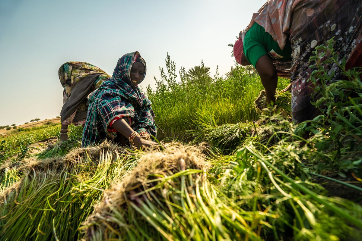 iomchad's tweet image. Dans la province du Lac au #Tchad🇹🇩, une coopérative féminine a reçu des terres agricoles, des formations et des outils pour cultiver et mieux s&apos;intégrer dans leurs communautés d&apos;accueil. 

C&apos;est l&apos;une des #SolutionsDurables expérimentée par l&apos;OIM. 

🔗bit.ly/3EL0LGb