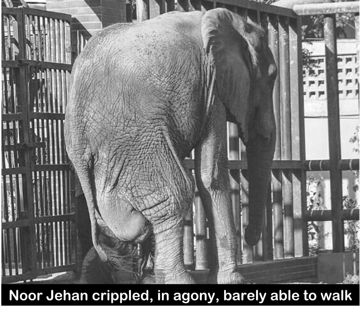 The 🌎 is heartbroken at the pitiful sight of 🐘 Noor Jehan. How can any decent human being stand by &amp; watch such suffering? <a href="/kMCPakistan/">Karachi Metropolitan Corporation</a> <a href="/SyedNasirHShah/">Syed Nasir Hussain Shah</a> <a href="/PakPMO/">Prime Minister's Office</a> <a href="/SindhGovt1/">Government of Sindh</a> <a href="/PPP_Org/">Pakistan Peoples Party - PPP</a> #KarachiZoo #AgonyofNoorJehan