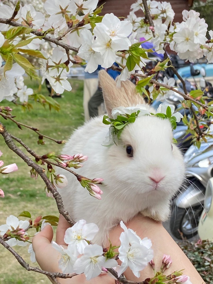 wid83835667's tweet photo. n(*≧▽≦*)n
Cute little bunny😊 https://t.co/Ei6N6hWZSj