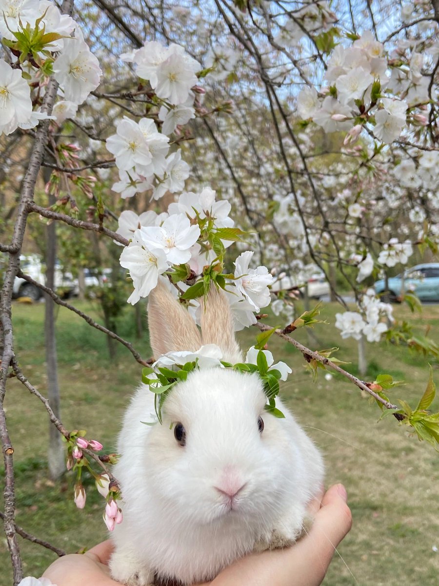 wid83835667's tweet photo. n(*≧▽≦*)n
Cute little bunny😊 https://t.co/Ei6N6hWZSj