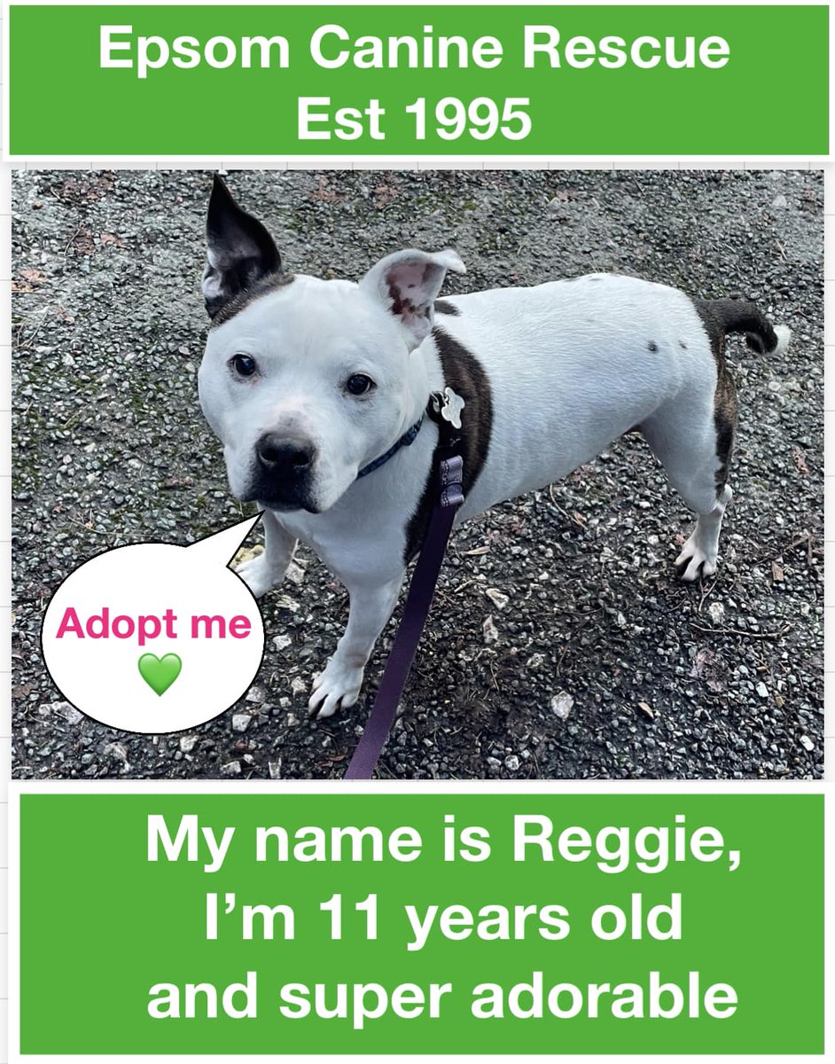 Epsom Canine Rescue 🐶 tweet media