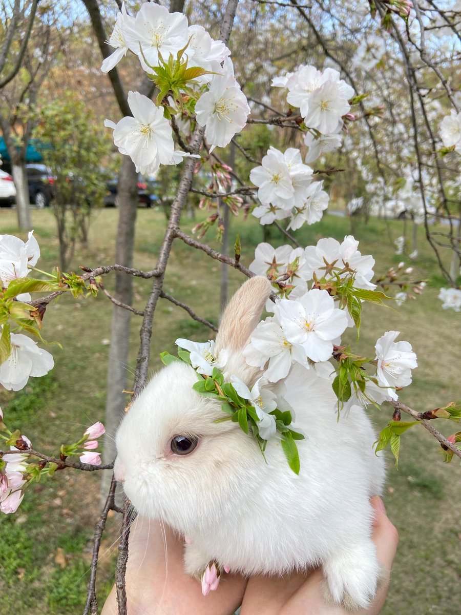fnxing3's tweet photo. n(*≧▽≦*)n
Cute little bunny😊 https://t.co/udmNjHgmbZ
