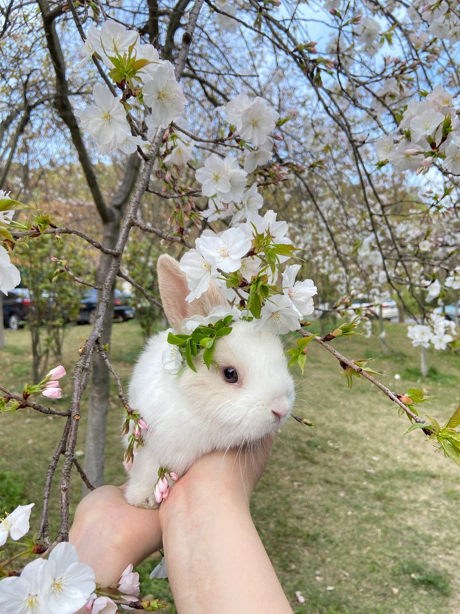 fnxing3's tweet photo. n(*≧▽≦*)n
Cute little bunny😊 https://t.co/udmNjHgmbZ