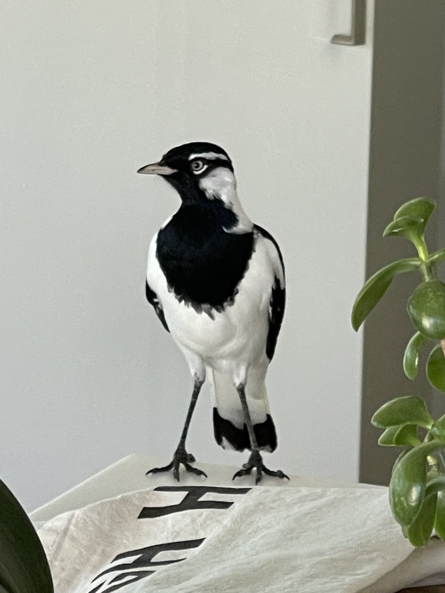 This guy stopped by today. #’magpielark
