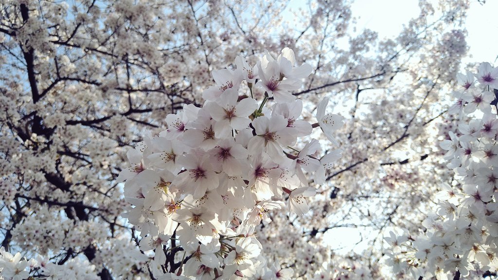 「お花見してきた!4枚目は桜の花味のアイス 」|橘あさみのイラスト