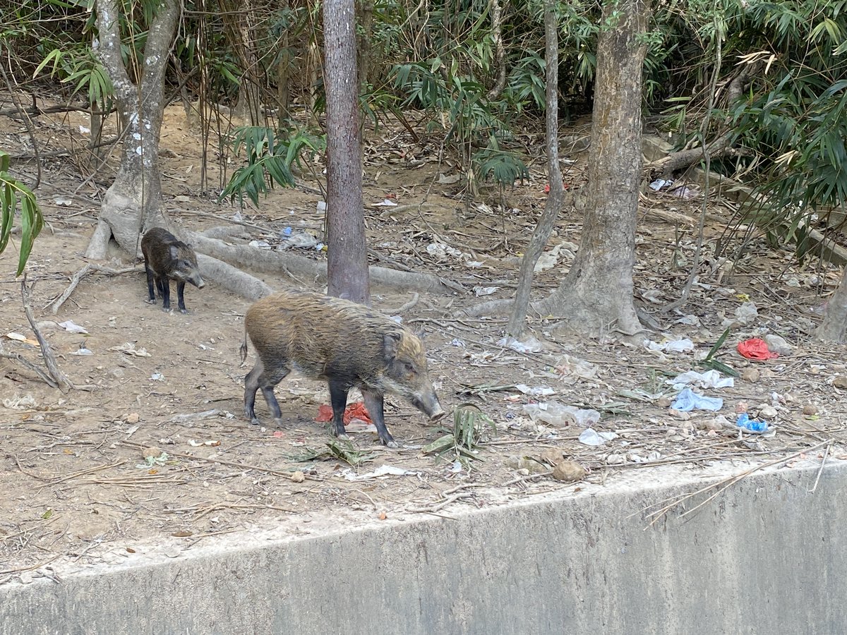 AppliedEcoLab's tweet image. 🐗🌿 Dr Hannah Mumby and research assistant, Sammi, led a group of CityU students on a field trip to Aberdeen to explore human-wild boar interaction. The students gained a deeper understanding of conservation and sustainability in urban areas. A valuable experience for all!