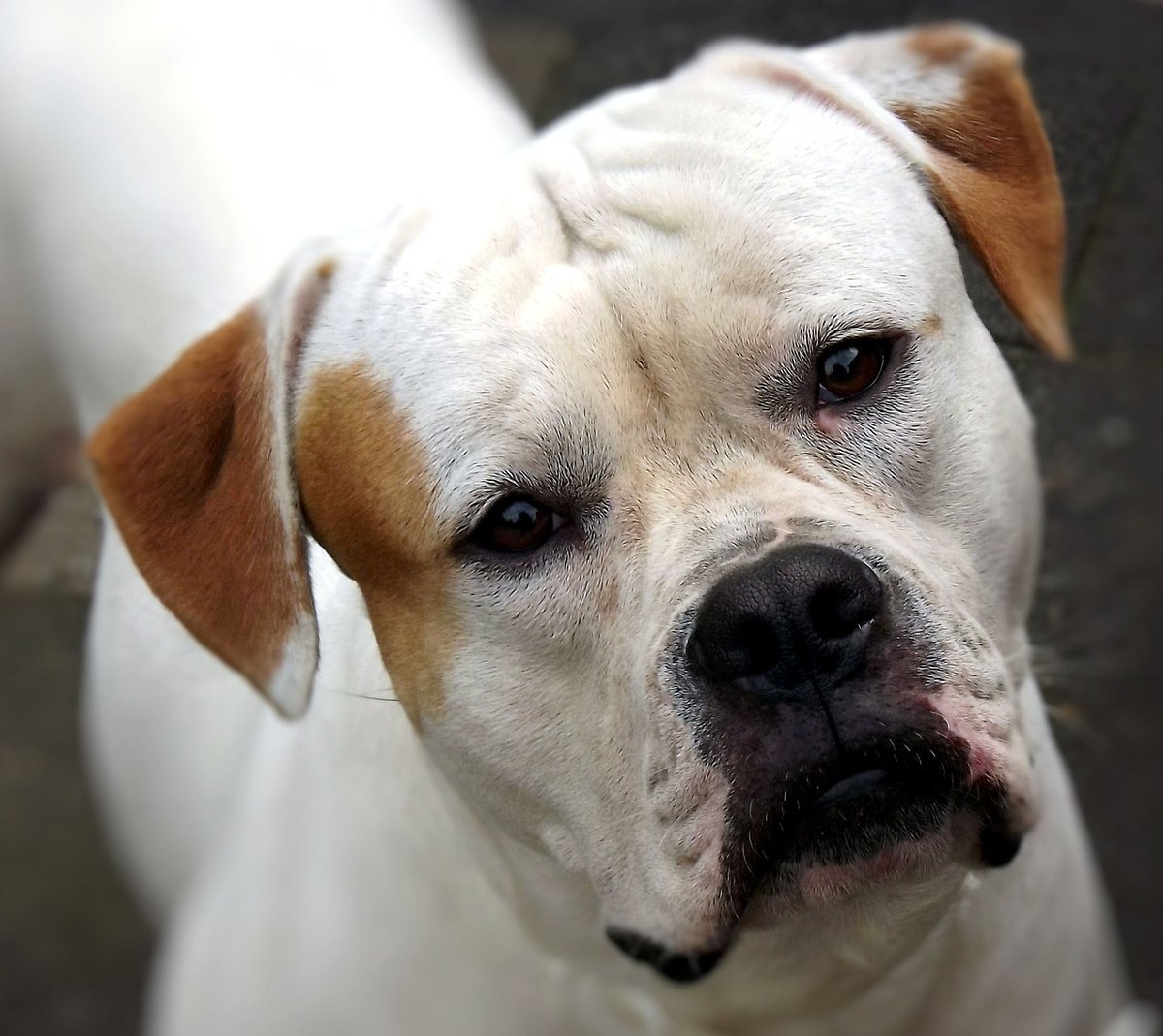 2,160 dogs were reported stolen in 2022 – that's 6 dogs a day, according to new research by Direct Line Pet Insurance. Of those that are stolen, just one in four were returned. American Bulldogs were the most-stolen breed in 2022, up 350% from 2021. More: bit.ly/3ZwmwlZ