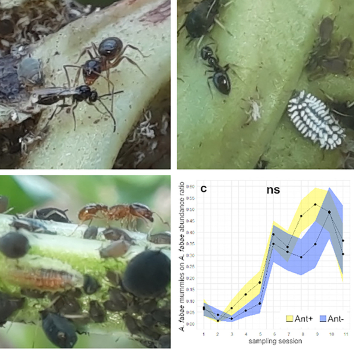 Ecol_Ent's tweet photo. #Ant #attendance does not necessarily imply #protection of #aphids from their #arthropod #natural #enemies
https://t.co/Lw0ZOaTLfW
#mutualism #parasitoids #predators #biological #control #extrafloral #nectaries #honeydew #integrated #pest #management #trophobiosis #entomology https://t.co/weVGrEfntc