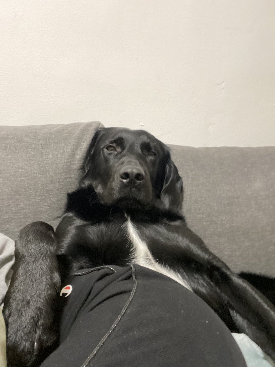 dajinkaa's tweet photo. @Terihodanova miluju jak se pod tímhle tweetem objevují pejsci v divnejch polohách, tak přidávám toho svýho https://t.co/jekAr0rb47