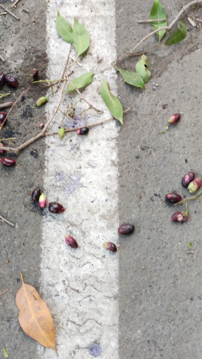 3d_india's tweet photo. Lord of the season
Days of the Jamun!!
#50trees #50treesofmumbai https://t.co/v65UgbwQM8