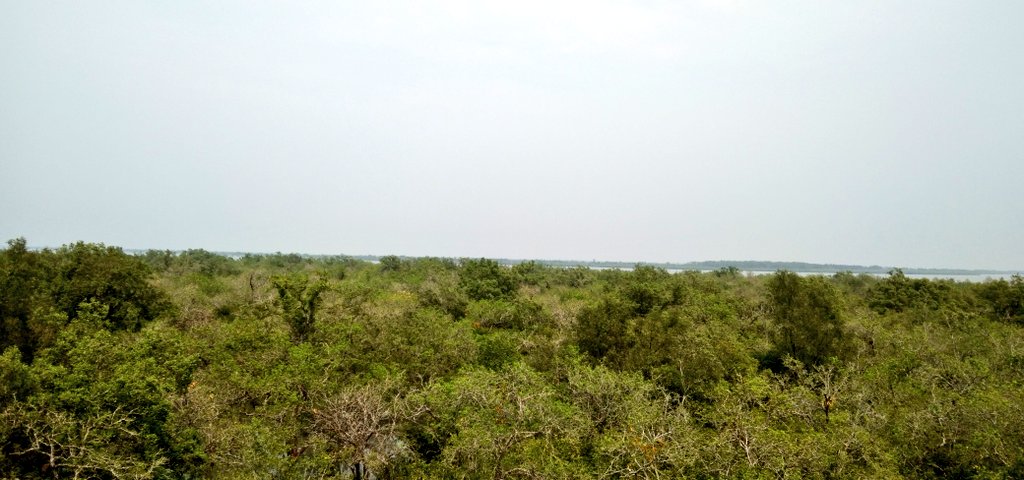 MdLifaz's tweet photo. #Sundarban #Bangladesh natural beauty in our country 😍 https://t.co/71ws7O16LK