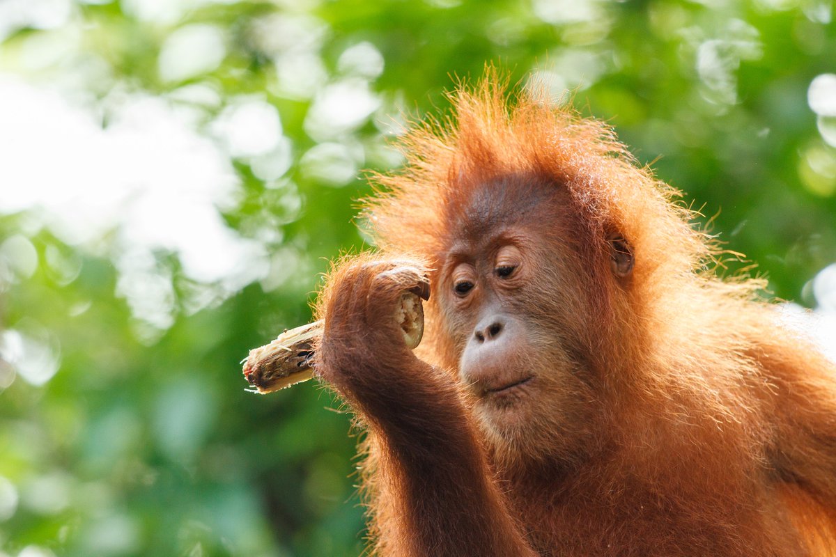beckymelbourne's tweet photo. ���Borneo’s Orangutans &amp; Rainforest Adventure 🌟Save up to 10% off
This wonderful holiday lifts the lid on Sabah, Malaysian Borneo’s verdant jungle paradise, which is watched over by towering Mount Kinabalu and home to the endangere - https://t.co/zrMo0cB6dS https://t.co/zHzbpMmshK