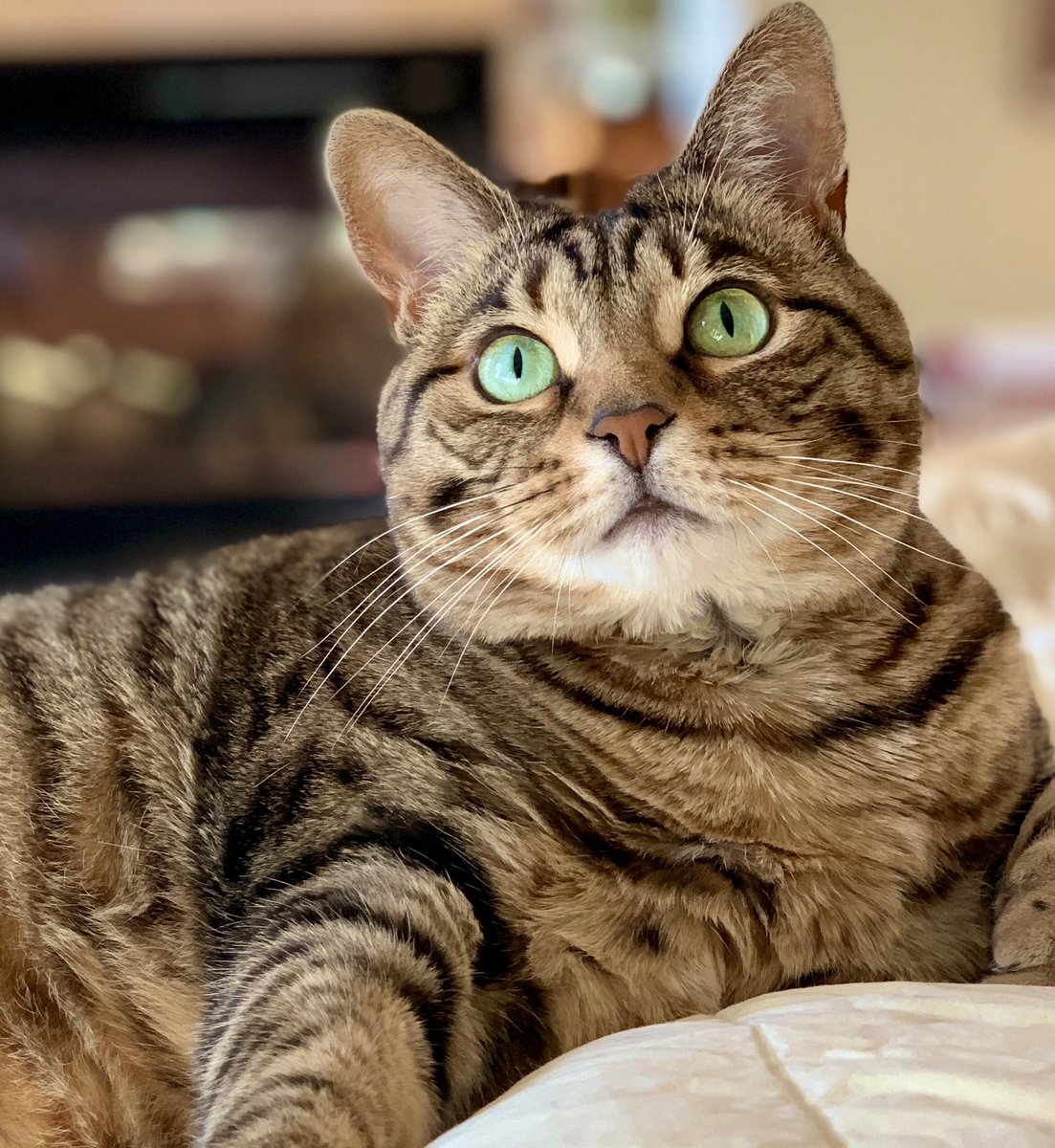 A cat has 40 million hairs: 5 million on its back, 10 million on its belly and 25 million on your couch. 😹

Happy FriYAY #CatsOfTwitter