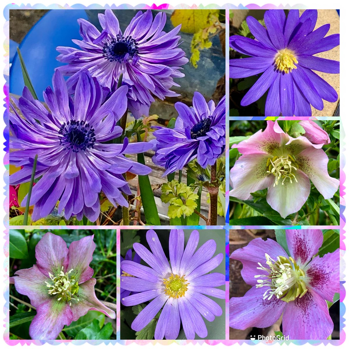 Lots of garden treasures 💜💜💜#FlowersOnFriday #Anenome #hellebores #Flowers #gardening #beauty #fridaymorning #purple