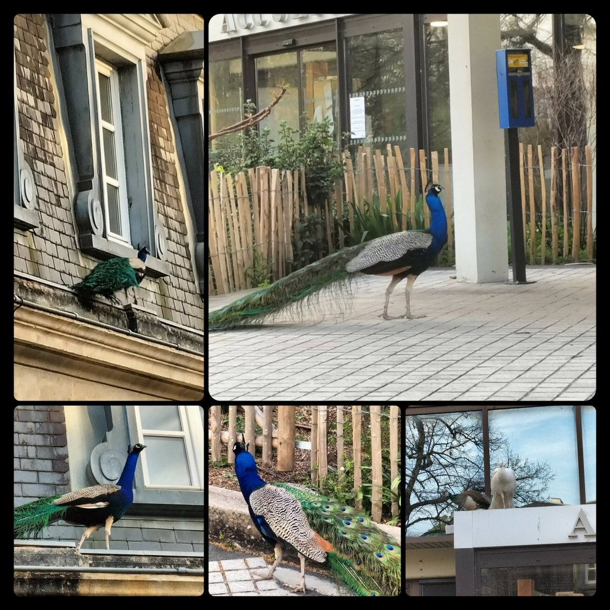 JBFrancois2022's tweet photo. Vu à l'hôtel de Ville de Mérignac Nouvelle Aquitaine France
#photooftheday #photography #mérignac #nouvelleaquitaine #paons #beautifulPic https://t.co/l1Jk9eRUvv