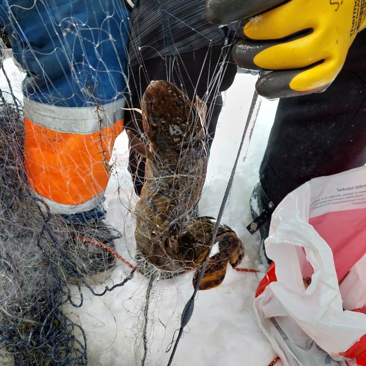 HoitolaLeena's tweet photo. Karinkannassa verkkoja kokemassa. Madekeittoa viikonloppuna. Mitähän siihen laitetaan? Vinkkejä KIITOS 🐟🐠🐡🐬 #madekeittoohje #kalakeittoohje
#kalassa #merellä #verrkojakokemassa https://t.co/vXTSYzPHBk