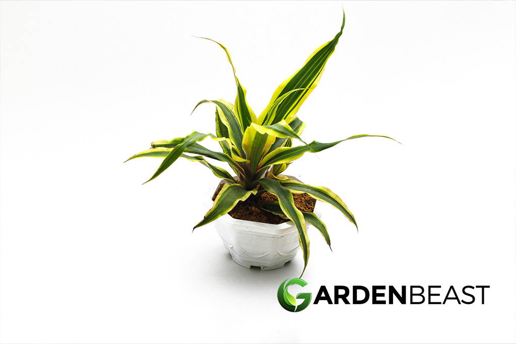 Dracaena Reflexa Guide: How to Grow &amp; Care for "Song of India"
gardenbeast.com/dracaena-refle…