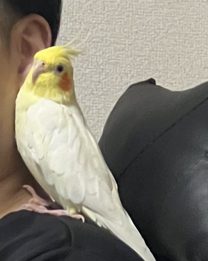 07OyTTPsd3upJyO's tweet photo. 2023.3.28 12時30分頃
神奈川県 横浜市 戸塚区 原宿で
オカメインコを逃がしてしまいました。

RT、いいね、アドバイスありがとうございます🙇‍♀️

保護されている方おられましたら、ご連絡お願いします。

#オカメインコ迷子
#オカメインコ
#神奈川 #戸塚 https://t.co/WZFb8eiYBQ