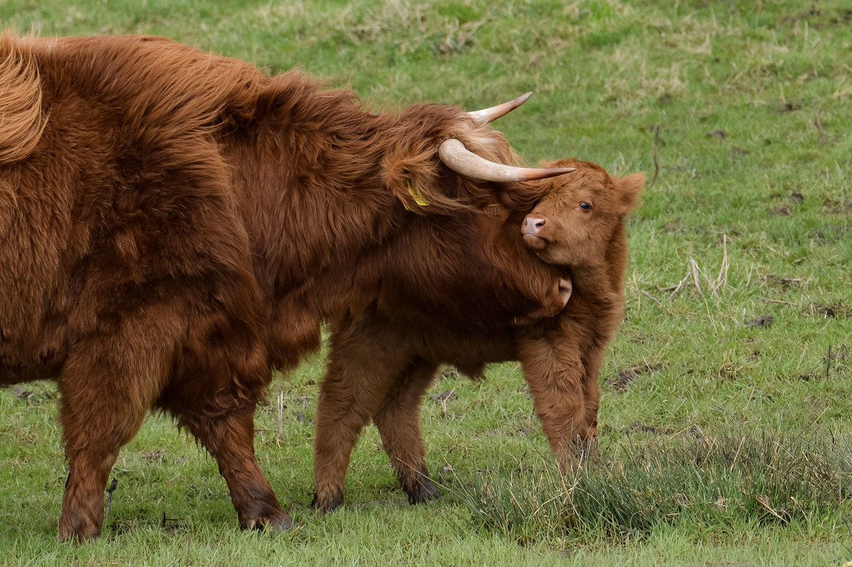Moeder en kalf: wat een prachtig gezicht! 🐂 In deze kwetsbare periode is rust en ruimte extra belangrijk. Niet alleen voor de grote grazers, maar ook voor alle andere broedende en zogende dieren.

<a href="/staatsbosbeheer/">Staatsbosbeheer</a> @Natuurmonument 

freenature.nl/nieuws/2023/ge…