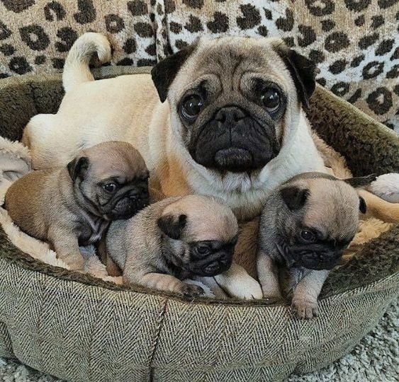 Dinky Pug tweet media