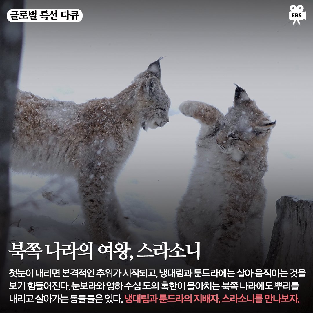 ebsmovie's tweet photo. [#EBS글로벌특선다큐_4월1주차]
4월 1주 차도 EBS 글로벌 특선 다큐와 함께!
지금 바로 이번 주 방영작을 살펴보세요.

✅ 북쪽 나라의 여왕, 스라소니 (토 16:00)
✅ 포식자들이 살아가는 법 (일 15:50)
#EBS #EBS다큐 #EBS글로벌특선다큐 #글로벌특선다큐 https://t.co/PzQr8rNyVL