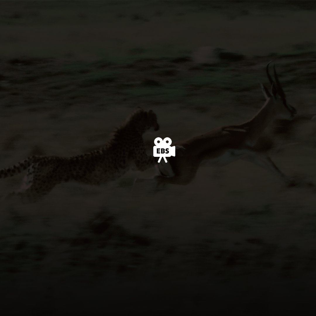 [#EBS글로벌특선다큐_4월1주차]
4월 1주 차도 EBS 글로벌 특선 다큐와 함께!
지금 바로 이번 주 방영작을 살펴보세요.

✅ 북쪽 나라의 여왕, 스라소니 (토 16:00)
✅ 포식자들이 살아가는 법 (일 15:50)
#EBS #EBS다큐 #EBS글로벌특선다큐 #글로벌특선다큐