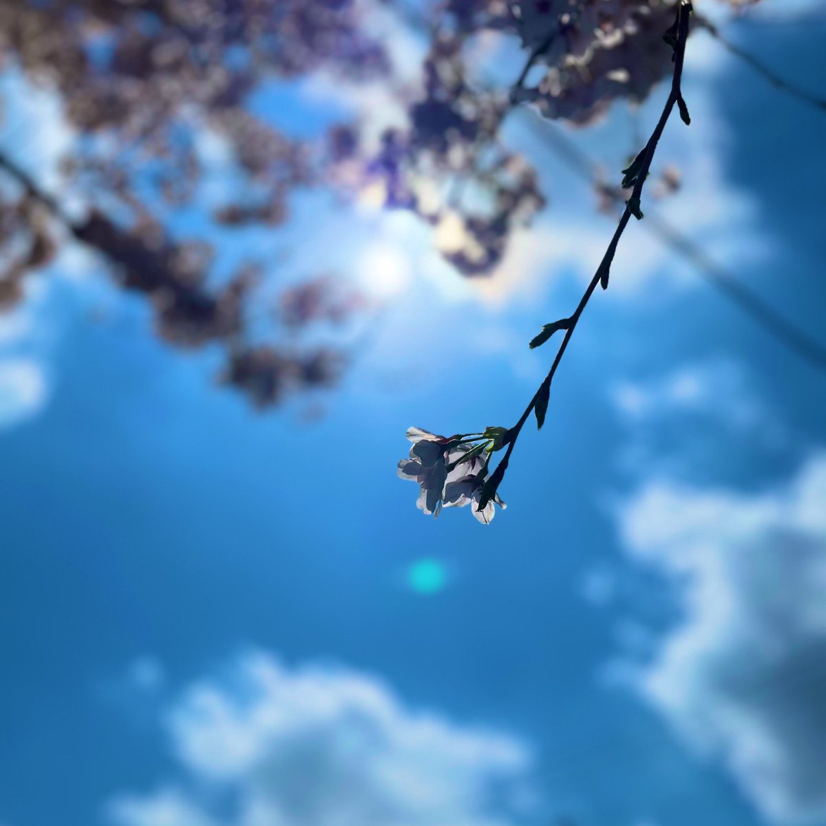 こないだお散歩したら春見つけた🌸
いい写真撮れた🙆‍♀️