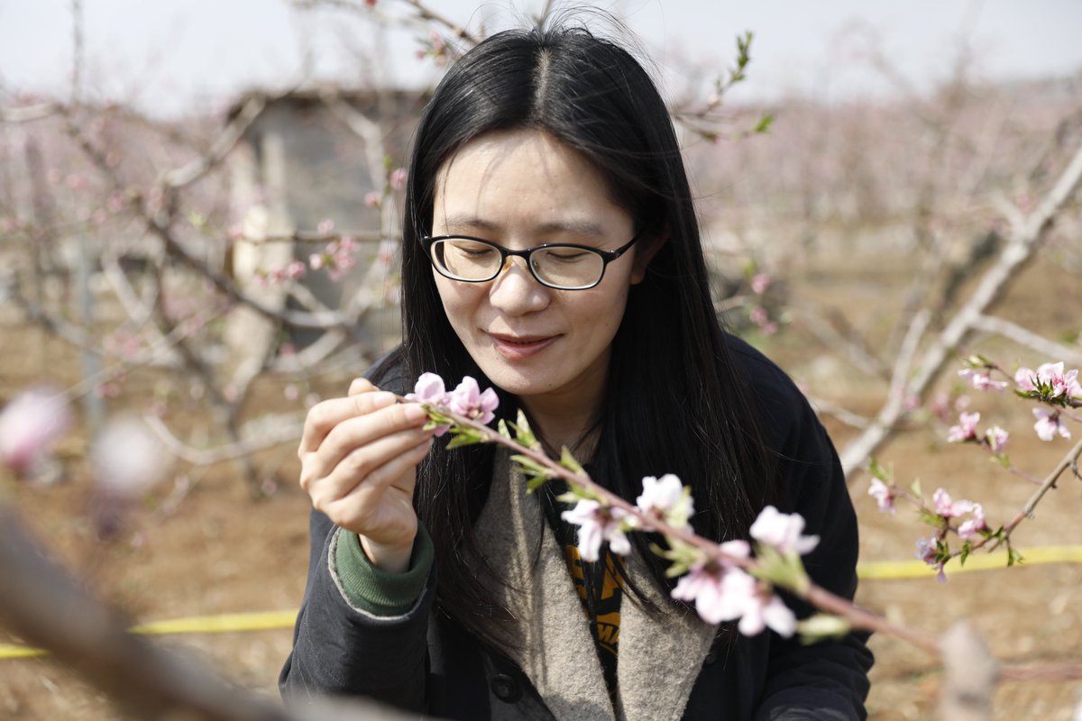 LinyiOfficial's tweet photo. Beautiful peach blossoms are in full bloom💐 in #Linyi, attracting hordes of visitors eager to capture their #spring beauty😍. Farmers in the city have also started to pollinate the flowers, hoping for a bumper harvest🍑 later in the year. #SpringinLinyi [📷/IC] https://t.co/l4eqEx1nTs