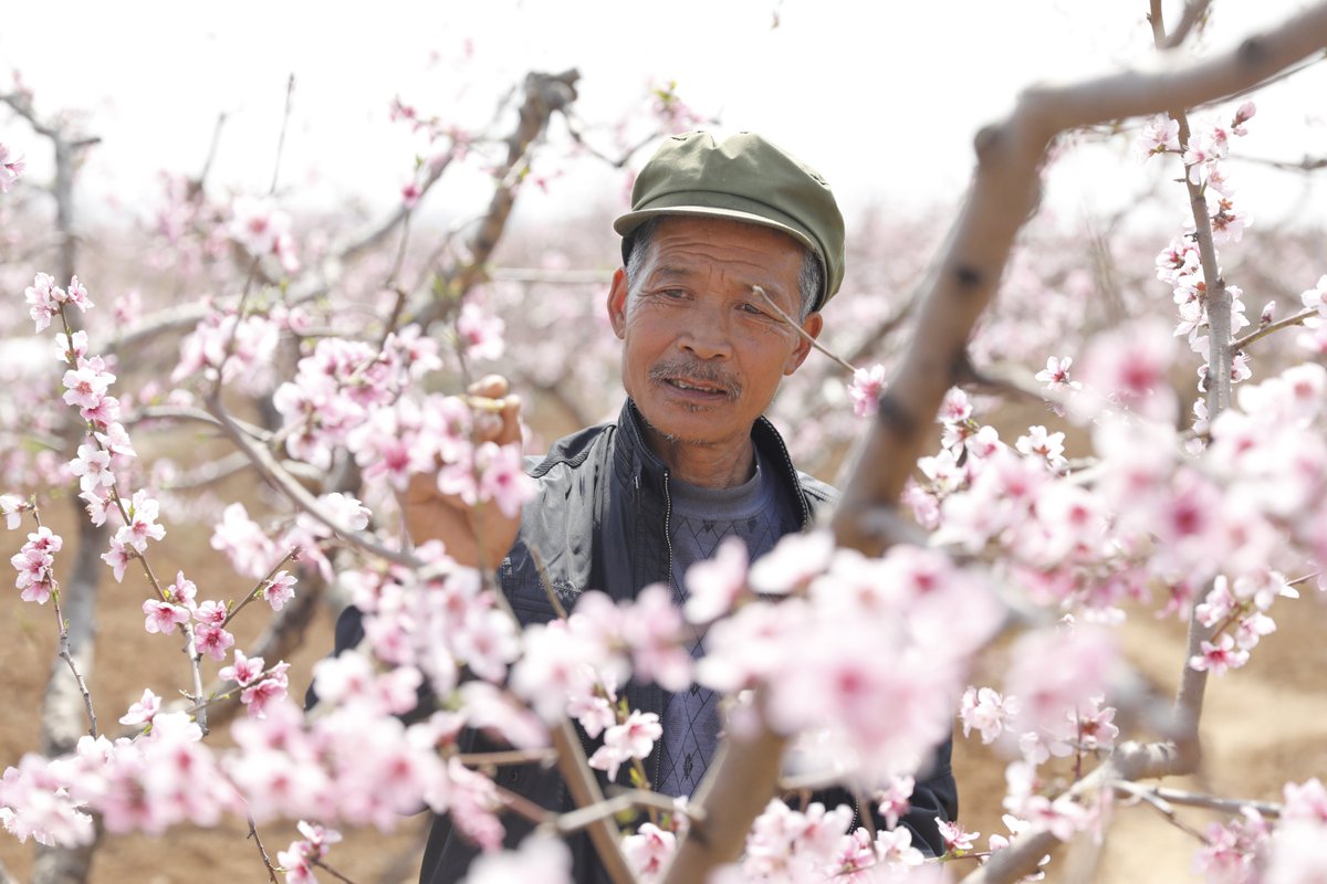 LinyiOfficial's tweet photo. Beautiful peach blossoms are in full bloom💐 in #Linyi, attracting hordes of visitors eager to capture their #spring beauty😍. Farmers in the city have also started to pollinate the flowers, hoping for a bumper harvest🍑 later in the year. #SpringinLinyi [📷/IC] https://t.co/l4eqEx1nTs