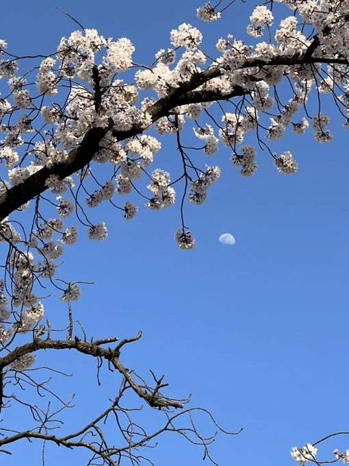 今日はあちこちの桜満開。 