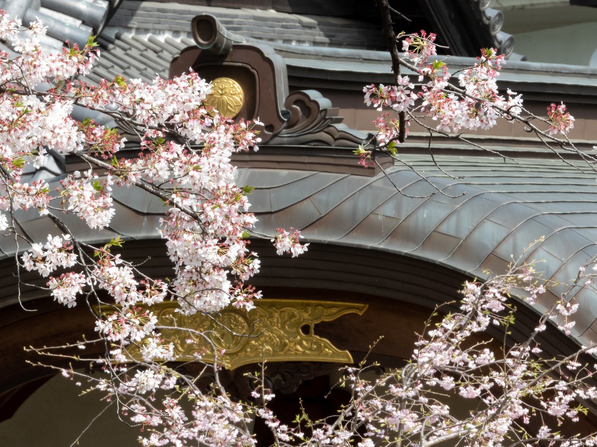 kurofukuZN6's tweet photo. 諦めた筈が往生際悪く、近所で桜狩り。
我ながら、変わり映えのしない絵柄だな。
それにしても空模様も今一つだし、完全に時期を逃してますな( ´Д`)y━･~~

#桜　#SAKURA　#P1000　#P340　#Nikon https://t.co/UnLmEiItO1