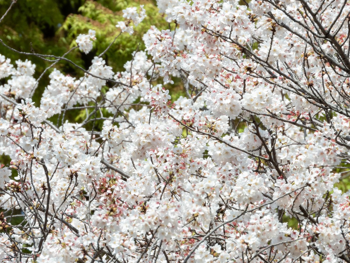kurofukuZN6's tweet photo. 諦めた筈が往生際悪く、近所で桜狩り。
我ながら、変わり映えのしない絵柄だな。
それにしても空模様も今一つだし、完全に時期を逃してますな( ´Д`)y━･~~

#桜　#SAKURA　#P1000　#P340　#Nikon https://t.co/UnLmEiItO1