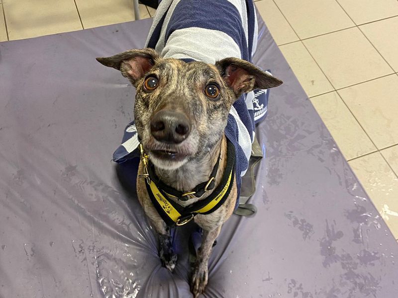 Animal Adoptions UK 🐕‍🦺🐈🐎❤️ tweet media