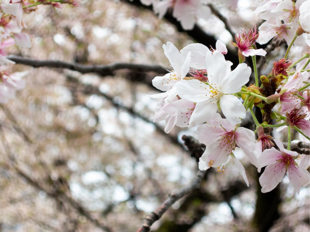 kurofukuZN6's tweet photo. 諦めた筈が往生際悪く、近所で桜狩り。
我ながら、変わり映えのしない絵柄だな。
それにしても空模様も今一つだし、完全に時期を逃してますな( ´Д`)y━･~~

#桜　#SAKURA　#P1000　#P340　#Nikon https://t.co/UnLmEiItO1