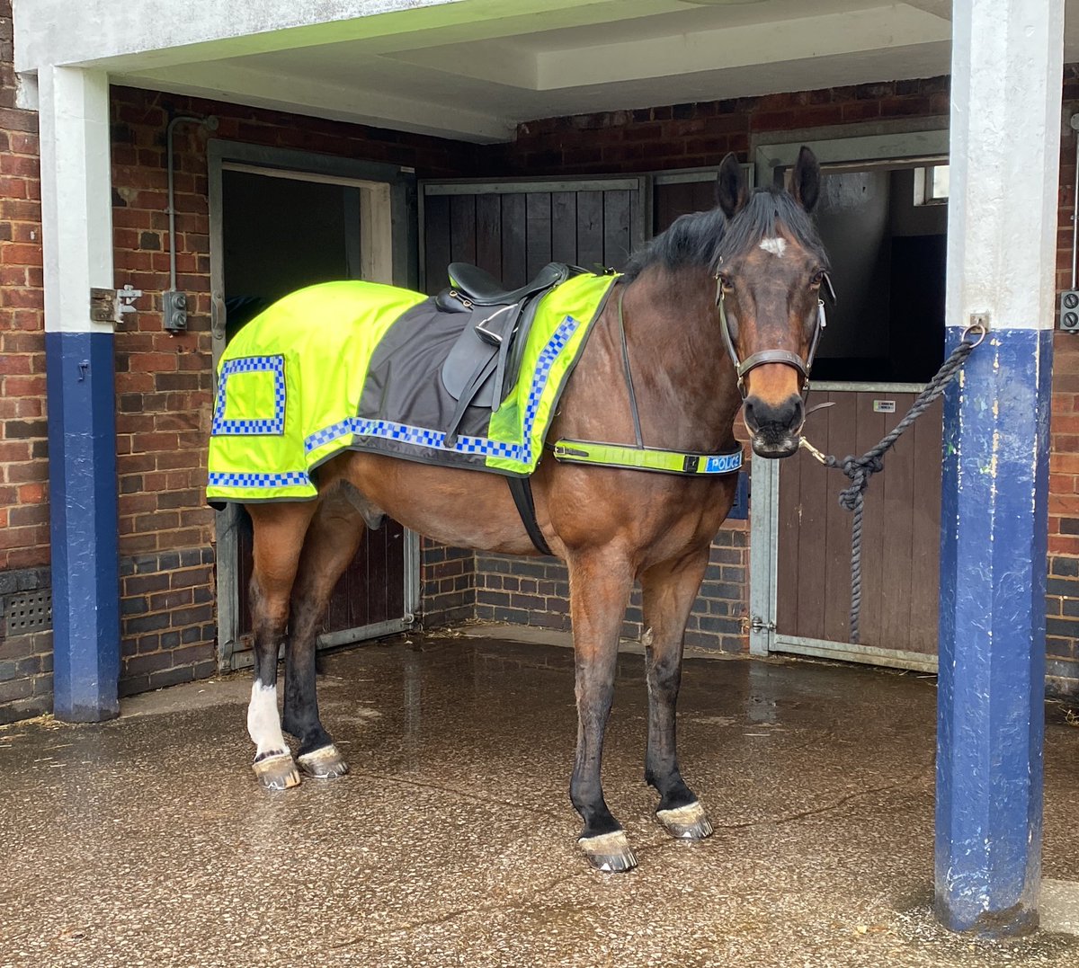 My boy looking good. New coat coming out through ☺️. We’re off to the City Centre this morning!! <a href="/MerPolMounted/">Mer Pol Mounted</a> #PoliceHorseJake