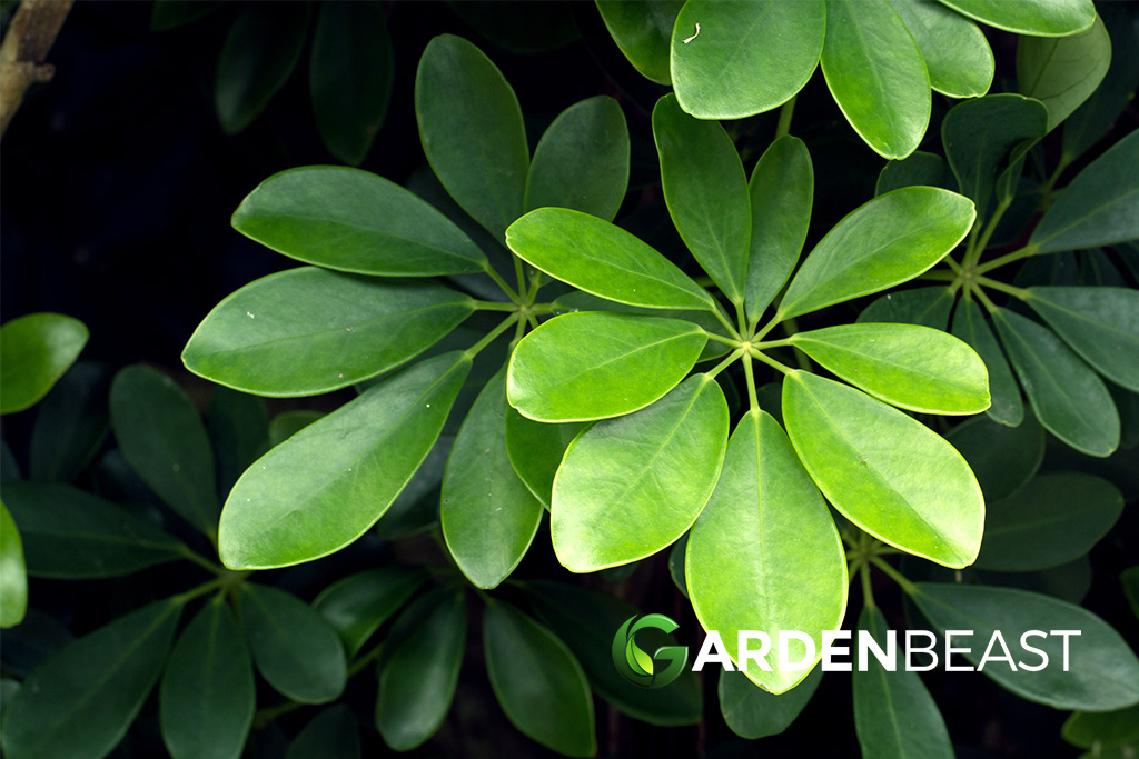 Schefflera Amate Guide: How to Grow &amp; Care for "Dwarf Umbrella Tree"
gardenbeast.com/schefflera-ama…