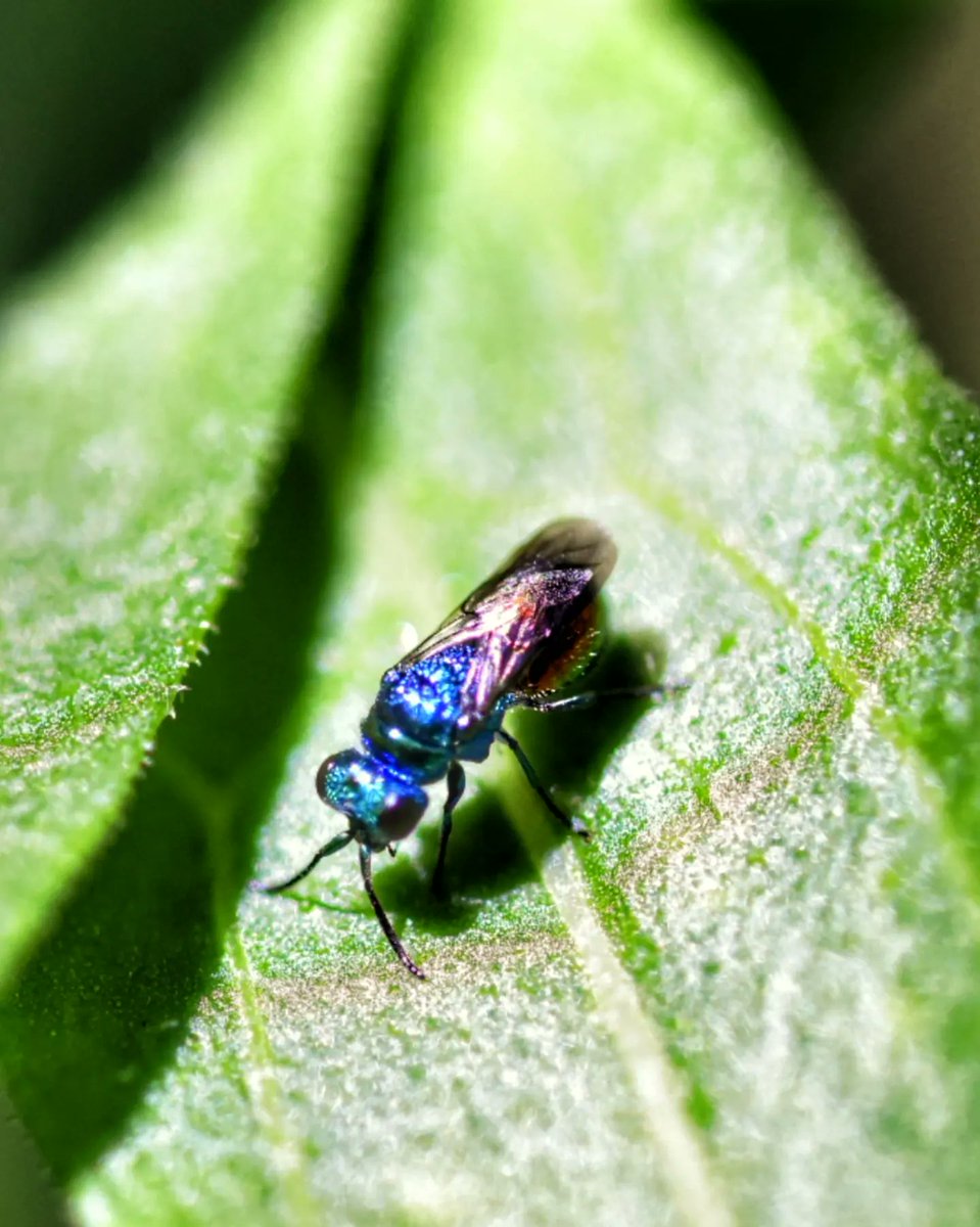 🌧️Heck! Drabby drab out there!

💕 Let's add some colour!

📸 Chrysididae family - Rruby-tailed wasps!

💎 Truly gems!

Have a most wonderful day!

#beethechange
#pollinators 
#gardeningforwildlife
#NaturePhotography