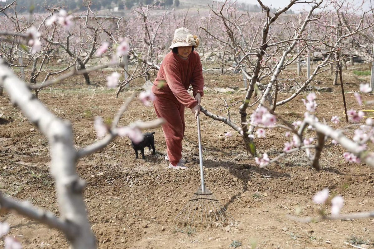 LinyiOfficial's tweet photo. Beautiful peach blossoms are in full bloom💐 in #Linyi, attracting hordes of visitors eager to capture their #spring beauty😍. Farmers in the city have also started to pollinate the flowers, hoping for a bumper harvest🍑 later in the year. #SpringinLinyi [📷/IC] https://t.co/l4eqEx1nTs