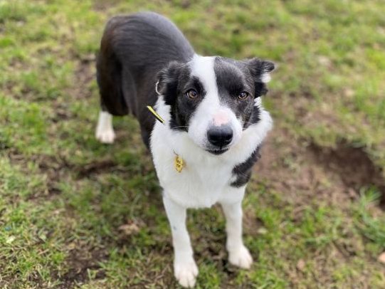 Animal Adoptions UK 🐕‍🦺🐈🐎❤️ tweet media