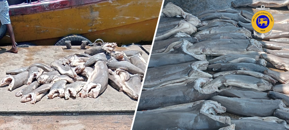 THE SRI LANKA COAST GUARD APPREHENDED ILLEGALLY HARVESTED FISH CATCH
Read More==&gt;&gt;coastguard.gov.lk/index.php?id=7…