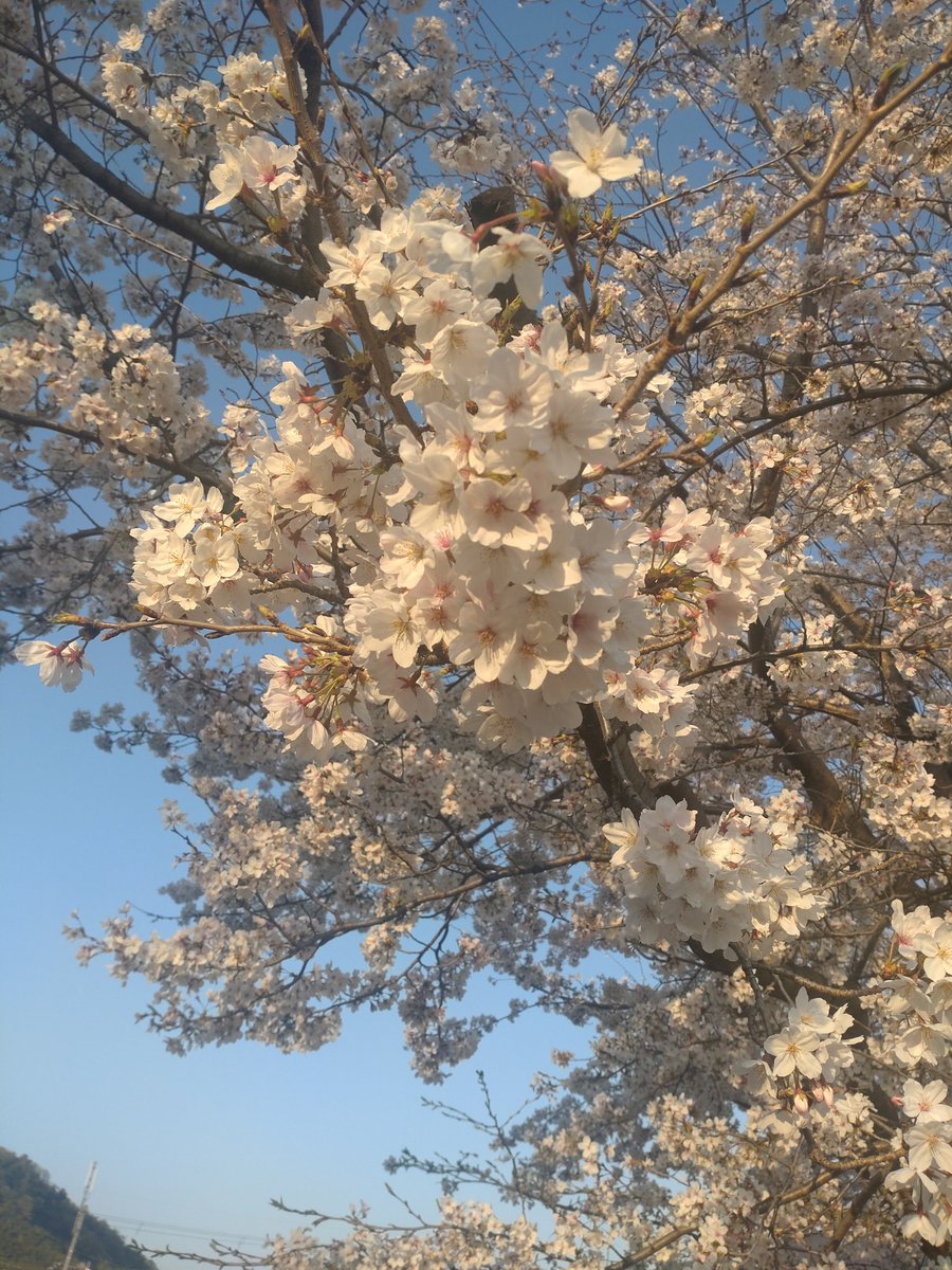 Miu_soar's tweet photo. 少し散り始めてましたが、見事だ… https://t.co/X77AUr8lhy