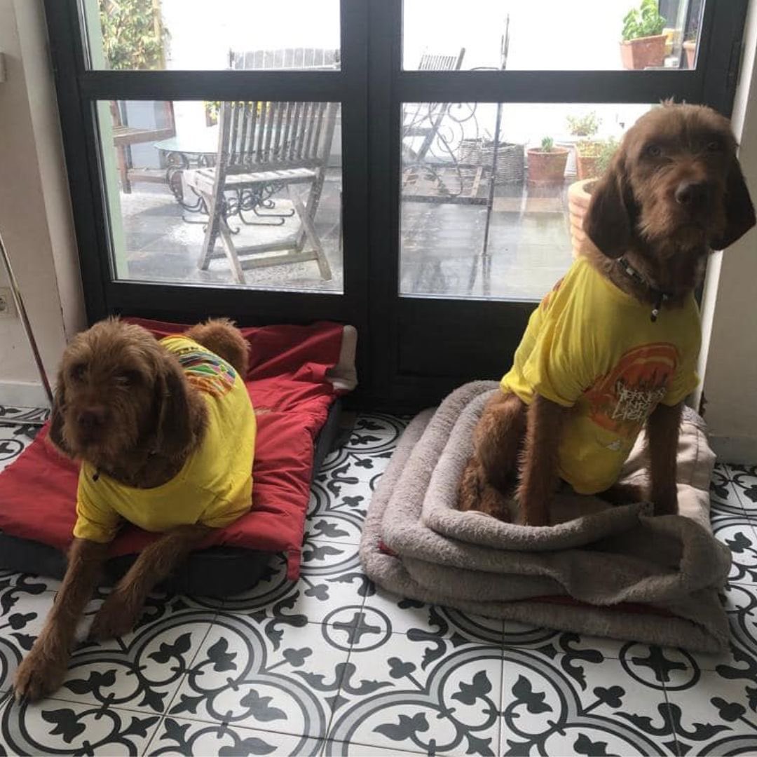 PSA: #Dogs welcome! 🐶 We bet your fury friends would love to join us on May 6th for our sunrise walk…&amp; they are always more than welcome! Sign up here darknessintolight.ie